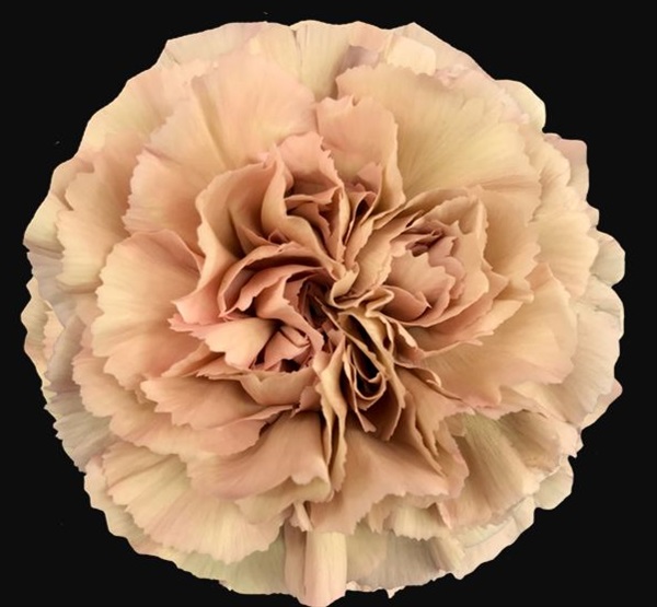 Carnation Caramel Standard Carnation Carnations Flowers by