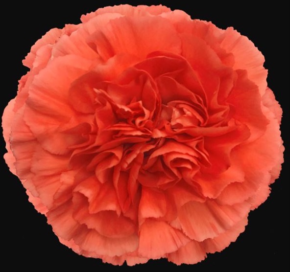 Carnation Caroline Standard Carnation Carnations Flowers by
