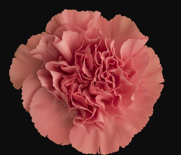 Carnation Ikebana Standard Carnation Carnations Flowers by