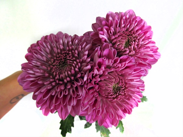 56 Chrysanthemum Mum Balls - Black