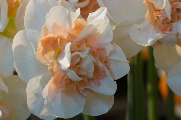 daffodil pink rose