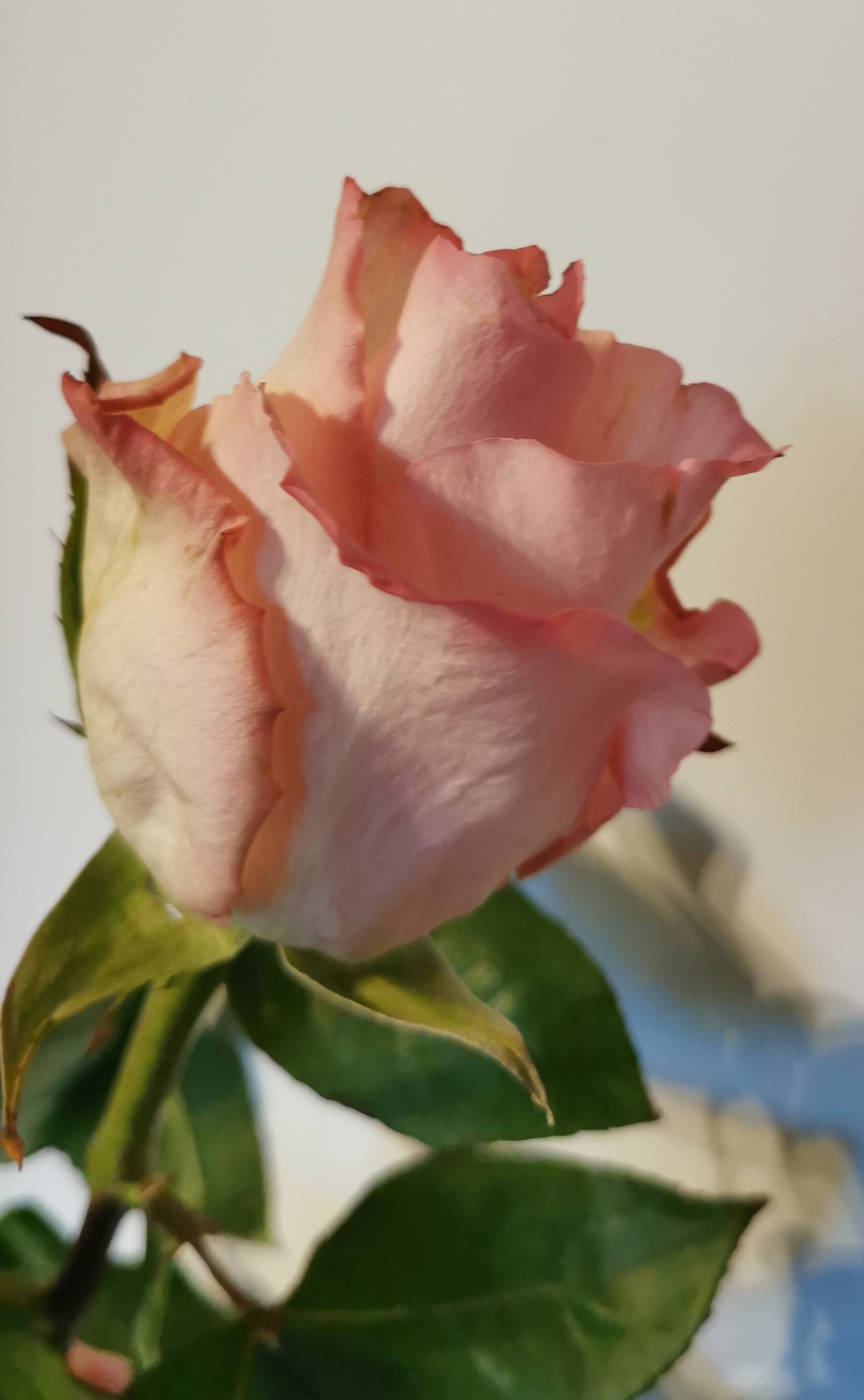 Rose Pink Mandala - Standard Rose - Roses - Flowers by category