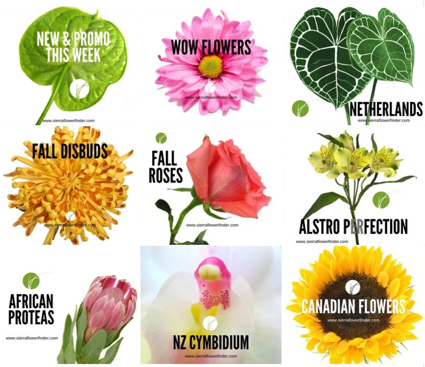 Home Sierra Flower Finder