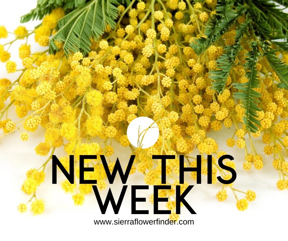 Home Sierra Flower Finder