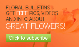 Subscribe to our floral bulletins