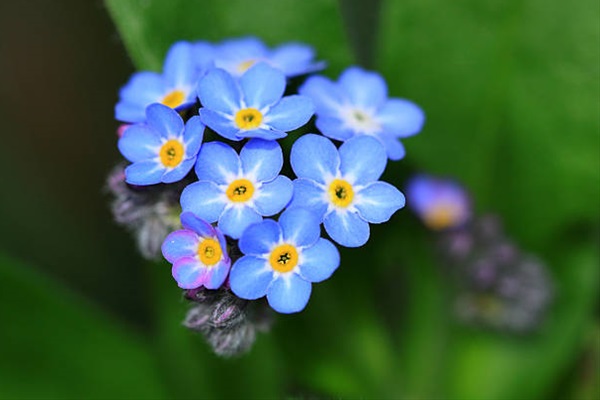 Myosotis Blue - Misc Flowers - Flowers and Fillers - Flowers by ...