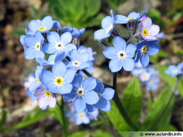 Myosotis Blue - Misc Flowers - Flowers and Fillers - Flowers by ...