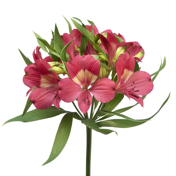 Alstro Intenz Pink - Alstromeria - Flowers by category | Sierra Flower ...