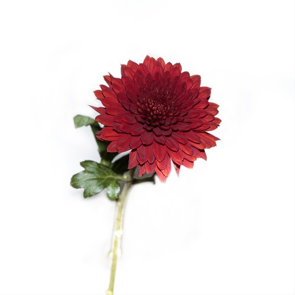 Chrys Disbud Red Magna - Disbuds/Mums - Chrysanthemum - Flowers by ...