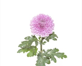 Chrys Disbud Pink Lorax - Disbuds/Mums - Chrysanthemum - Flowers by ...