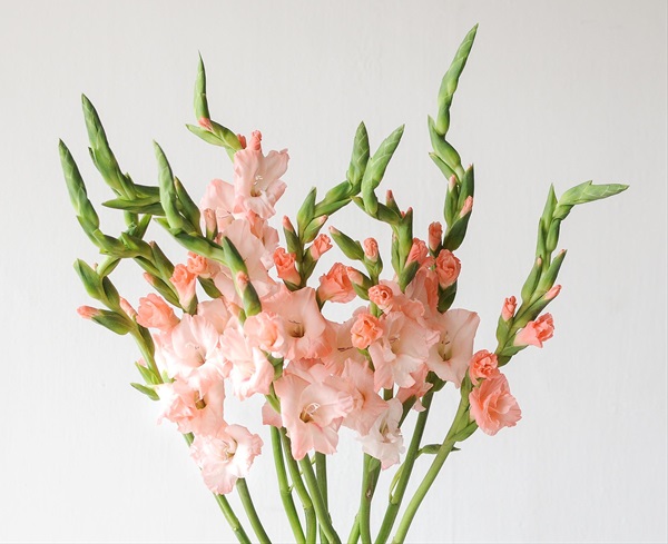 Gladiola Peach 74Kh - Gladiolas - Flowers by category | Sierra Flower Finder
