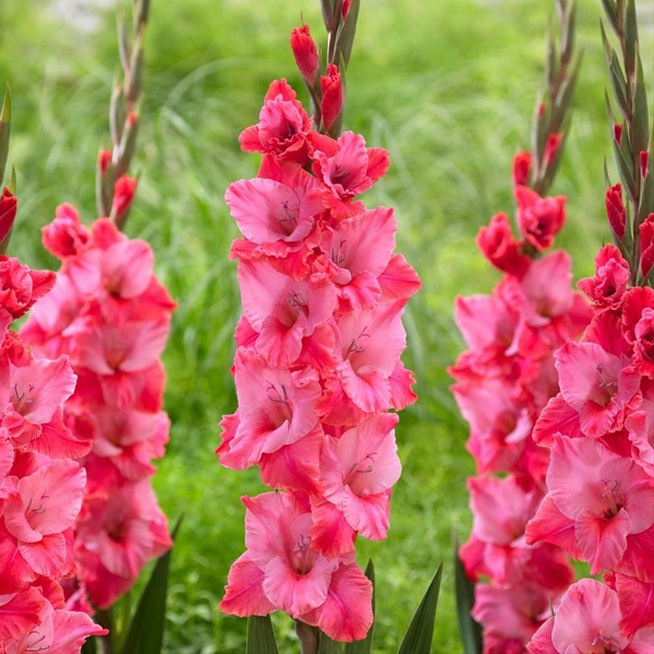 Gladiola Pink Best Rose - Gladiolas - Flowers by category | Sierra ...