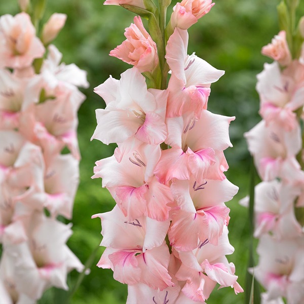 Gladiola Pink Alice - Gladiolas - Flowers by category | Sierra Flower Finder