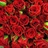 Nikita - Spray Rose - Roses - Flowers by category | Sierra Flower Finder