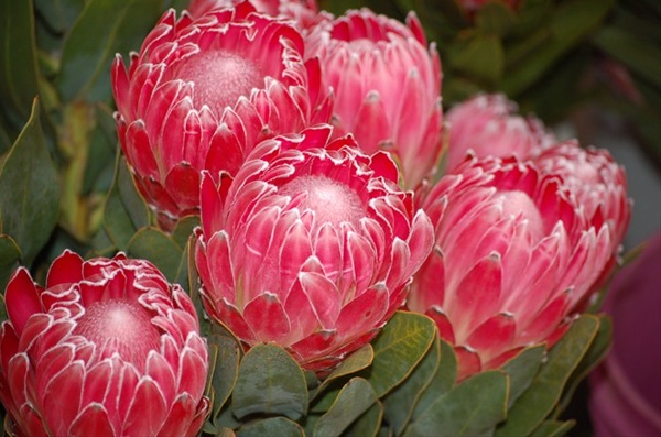 Protea Andrea - Protea - Proteas and Leucadendrons - Flowers by ...