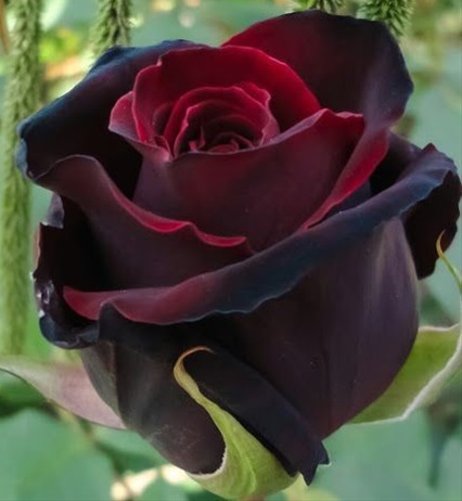 Rose Black Magic - Standard Rose - Roses - Flowers by category | Sierra ...