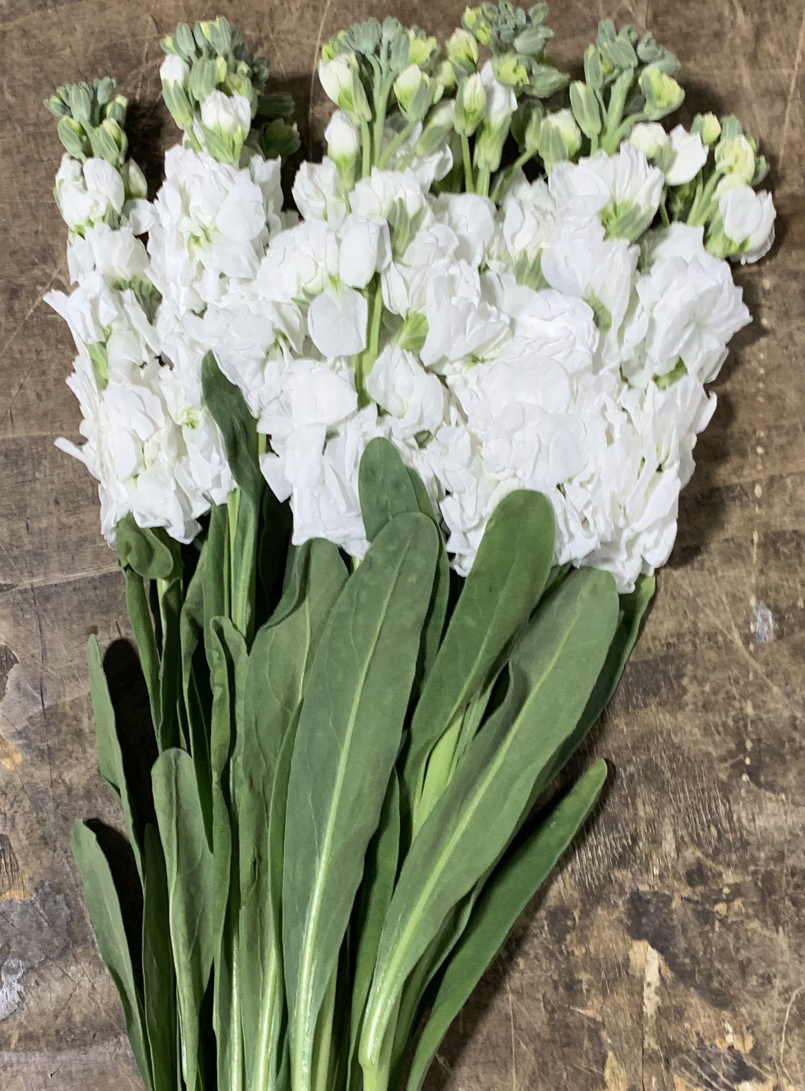 Double Stock White - Double Stock - Flowers and Fillers - Flowers by ...