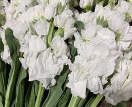 Double Stock White - Double Stock - Flowers and Fillers - Flowers by ...