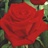 Carola - Standard Rose - Roses - Flowers by category | Sierra Flower Finder