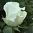 Akito - Standard Rose - Roses - Flowers by category | Sierra Flower Finder