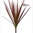 Dracena Marginata Colorama - Tropical Foliage - Exotic Blooms and ...