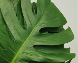 Monstera Leaf - Tropical Foliage - Exotic Blooms and Foliages - Flowers ...