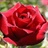 Madame Delbard - Standard Rose - Roses - Flowers by category | Sierra ...