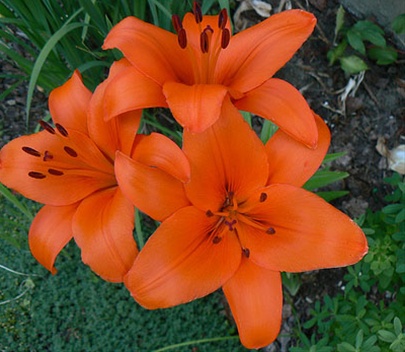 Asiatic Lily Brunello - Asiatic Lilies - Lilies - Flowers by category ...