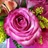 Carrousel - Standard Rose - Roses - Flowers by category | Sierra Flower ...