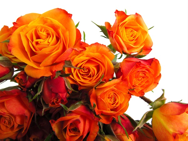 Spray Rose Mambo - Rosette branchues - Roses - Fleurs par catégorie |  Sierra Flower Finder