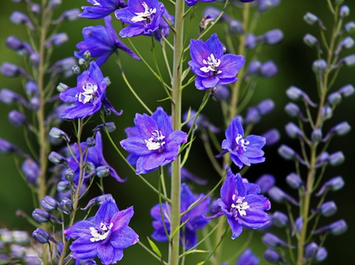 Delph Belladonna Dark Blue - Delphinium - Flowers and Fillers - Flowers ...