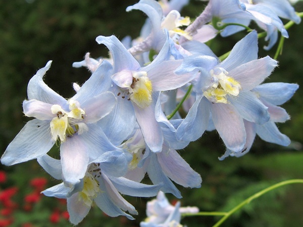 Belladonna Light Blue Delphinium Flowers And Fillers Added By Sierra