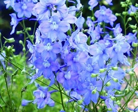 Delph Belladonna Light Blue - Delphinium - Flowers and Fillers ...