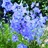 Belladonna Light Blue - Delphinium - Flowers and Fillers - Flowers by ...