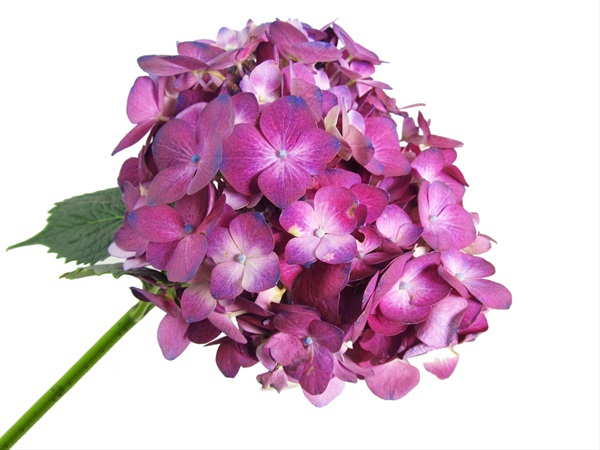 Hydrangea Natural Purple - Hydrangea - Flowers and Fillers - Flowers by ...