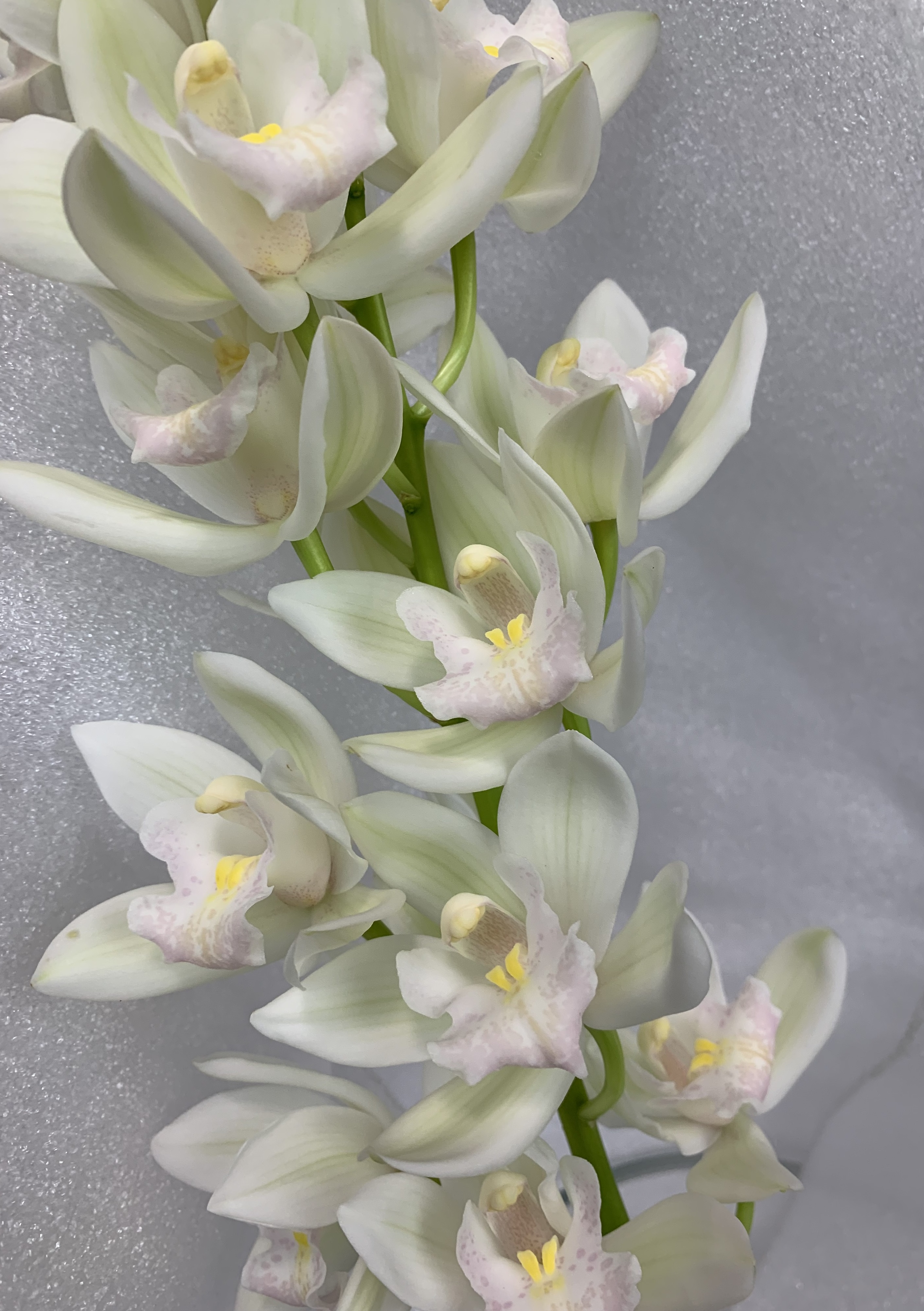 Cymbid Mini Elfin Beauty - Cymbidium Mini - Orchids - Flowers by ...