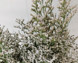 Limonium Misty White - Hybrid Limonium - Limonium - Flowers by category ...