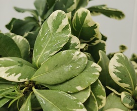 Pittosporum Variegated - Florida Greens - Greens, Foliages and Branches ...