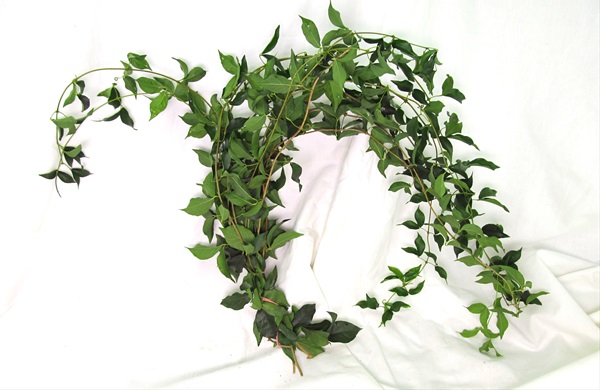 Smilax - Florida Greens - Greens, Foliages and Branches - Flowers by ...