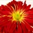 Rover Mum Red - Disbuds/Mums - Chrysanthemum - Flowers by category ...