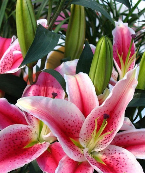 Oriental Lily Star Fighter - Oriental Hybrid Lilies - Lilies - Flowers ...