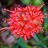 Red Nerine Sarn Lydia - Nerine - Flowers and Fillers - Flowers by ...