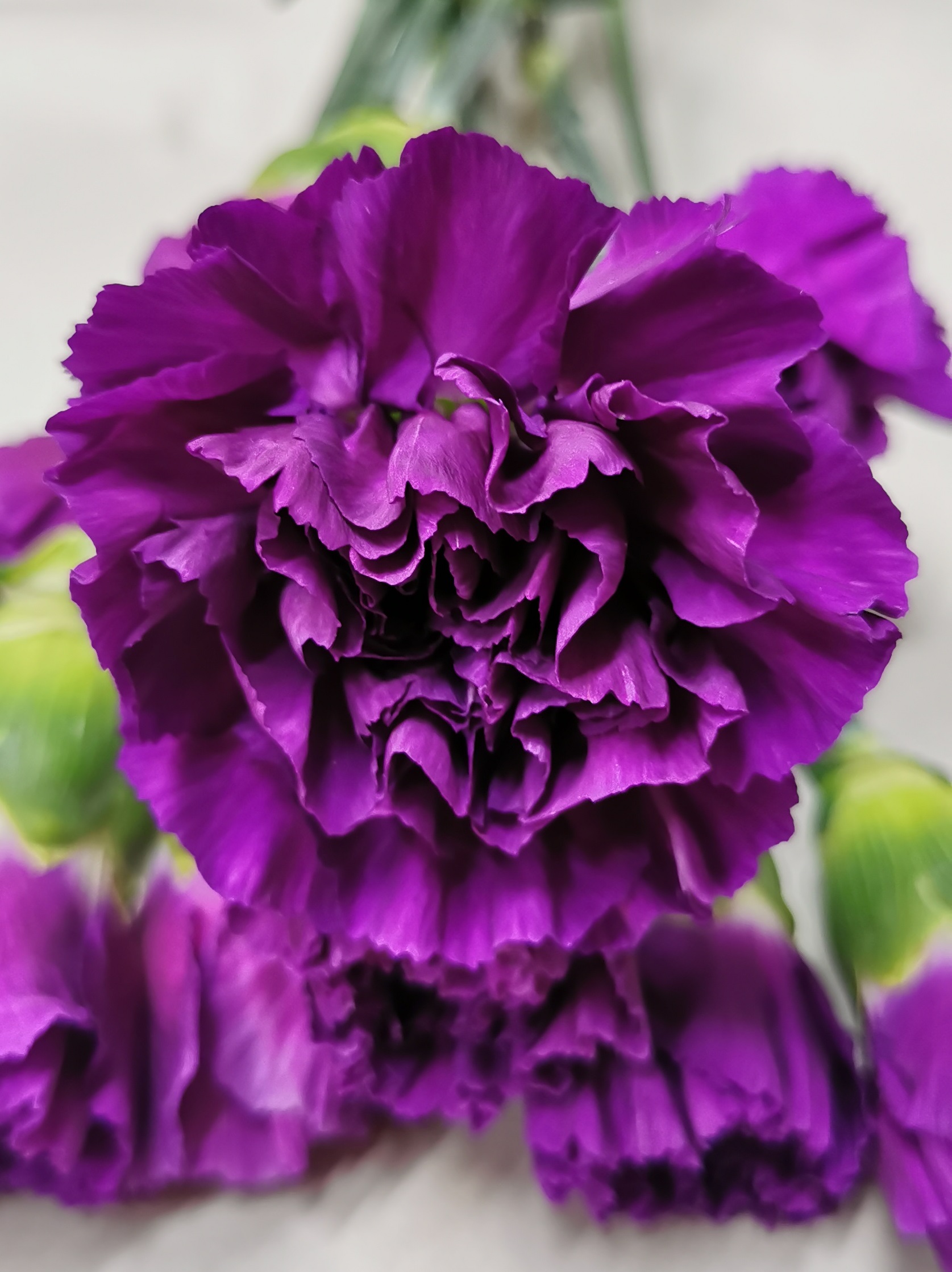 Carnation Moonshade - Standard Carnation - Carnations - Flowers by ...