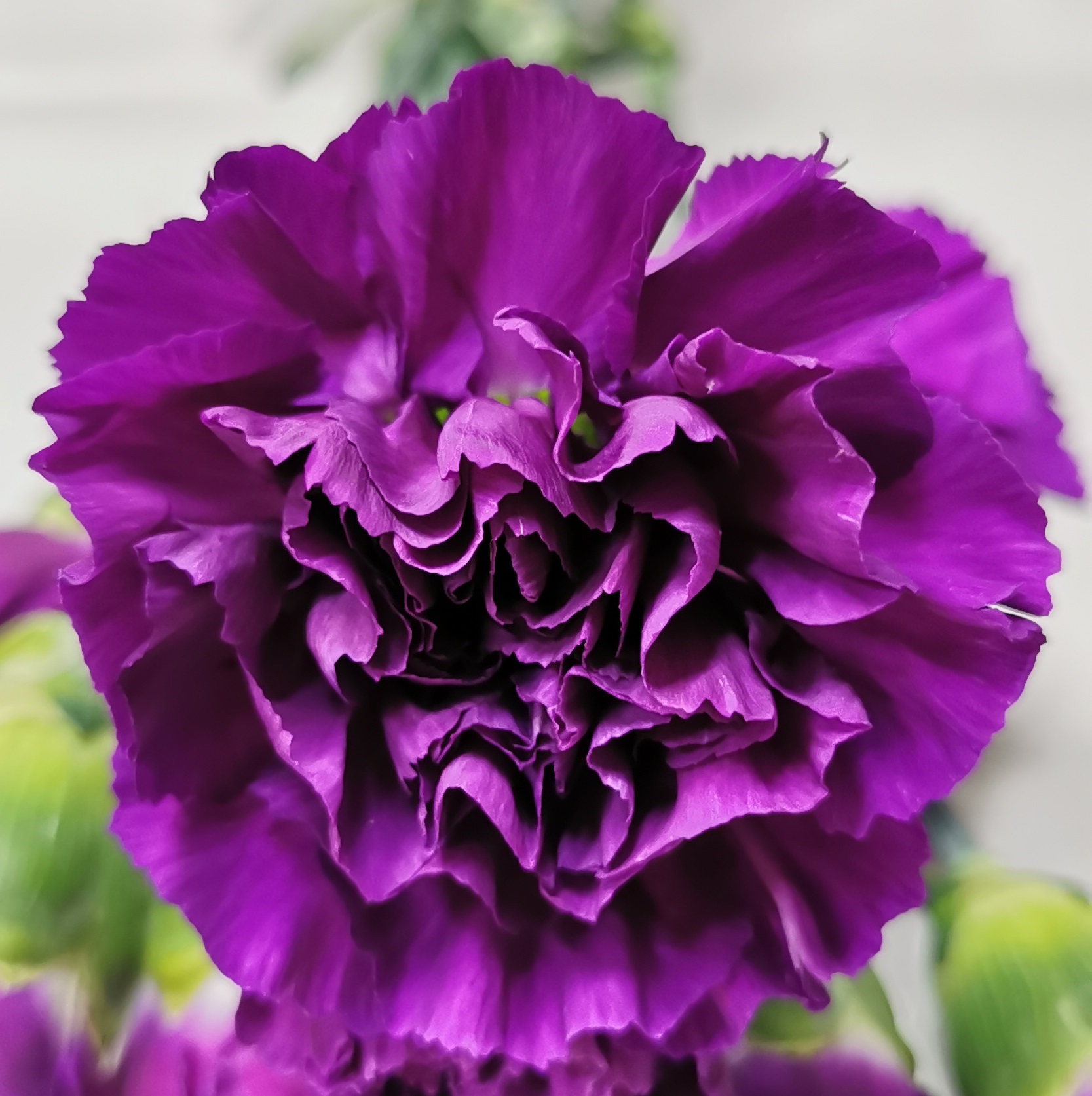 Carnation Moonshade - Standard Carnation - Carnations - Flowers by ...