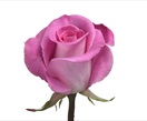 Rose Aqua - Standard Rose - Roses - Flowers by category | Sierra Flower ...