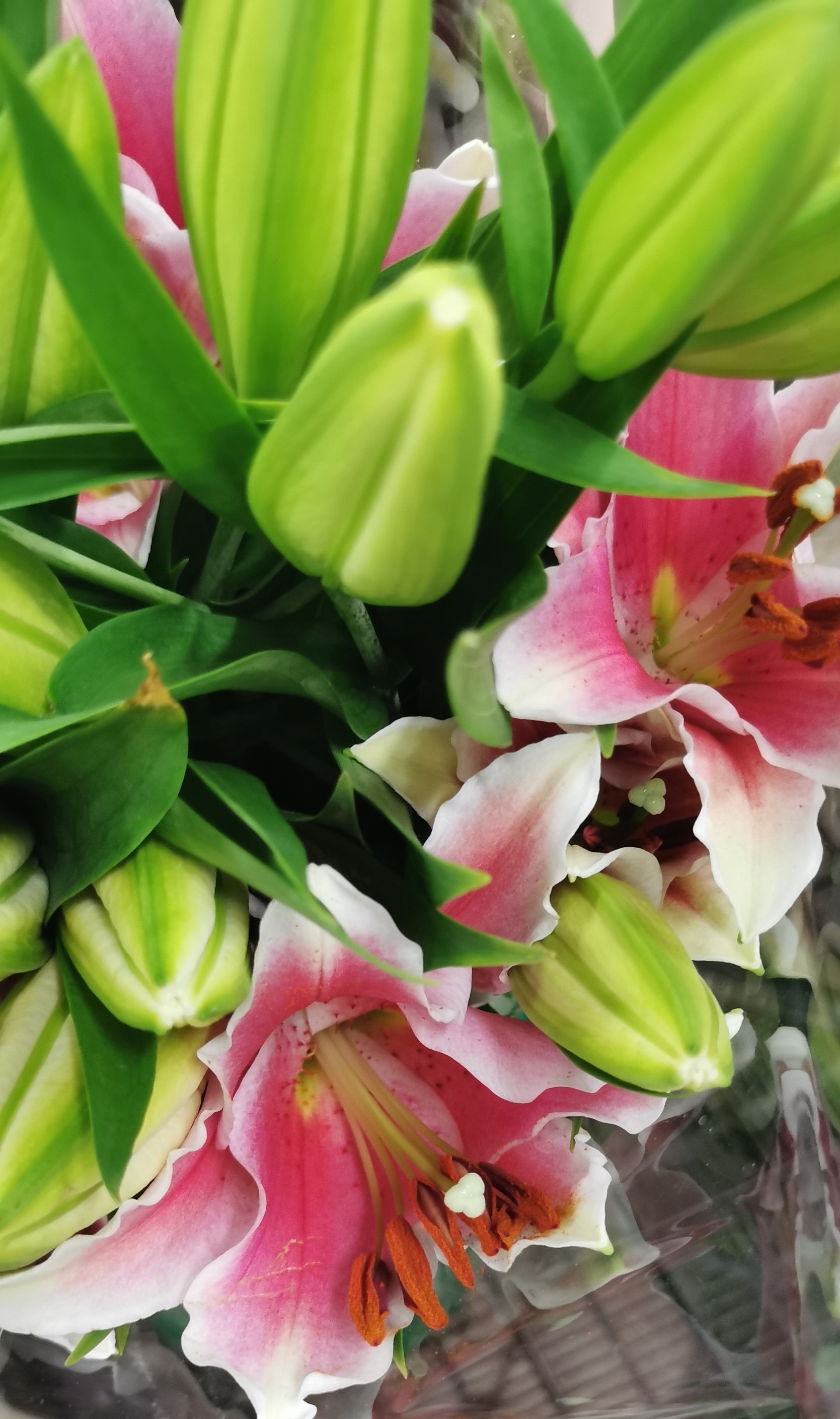 Oriental Lily Sorbonne - Oriental Hybrid Lilies - Lilies - Flowers by ...