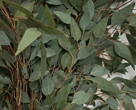 Eucalyptus Diamond - Eucalyptus - Greens, Foliages and Branches ...