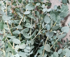 Eucalyptus Gunni - Eucalyptus - Greens, Foliages and Branches - Flowers ...
