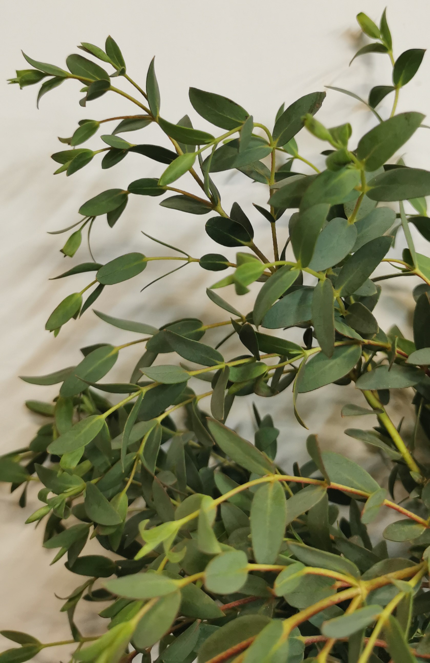 Eucalyptus Parvifolia - Eucalyptus - Greens, Foliages and Branches ...