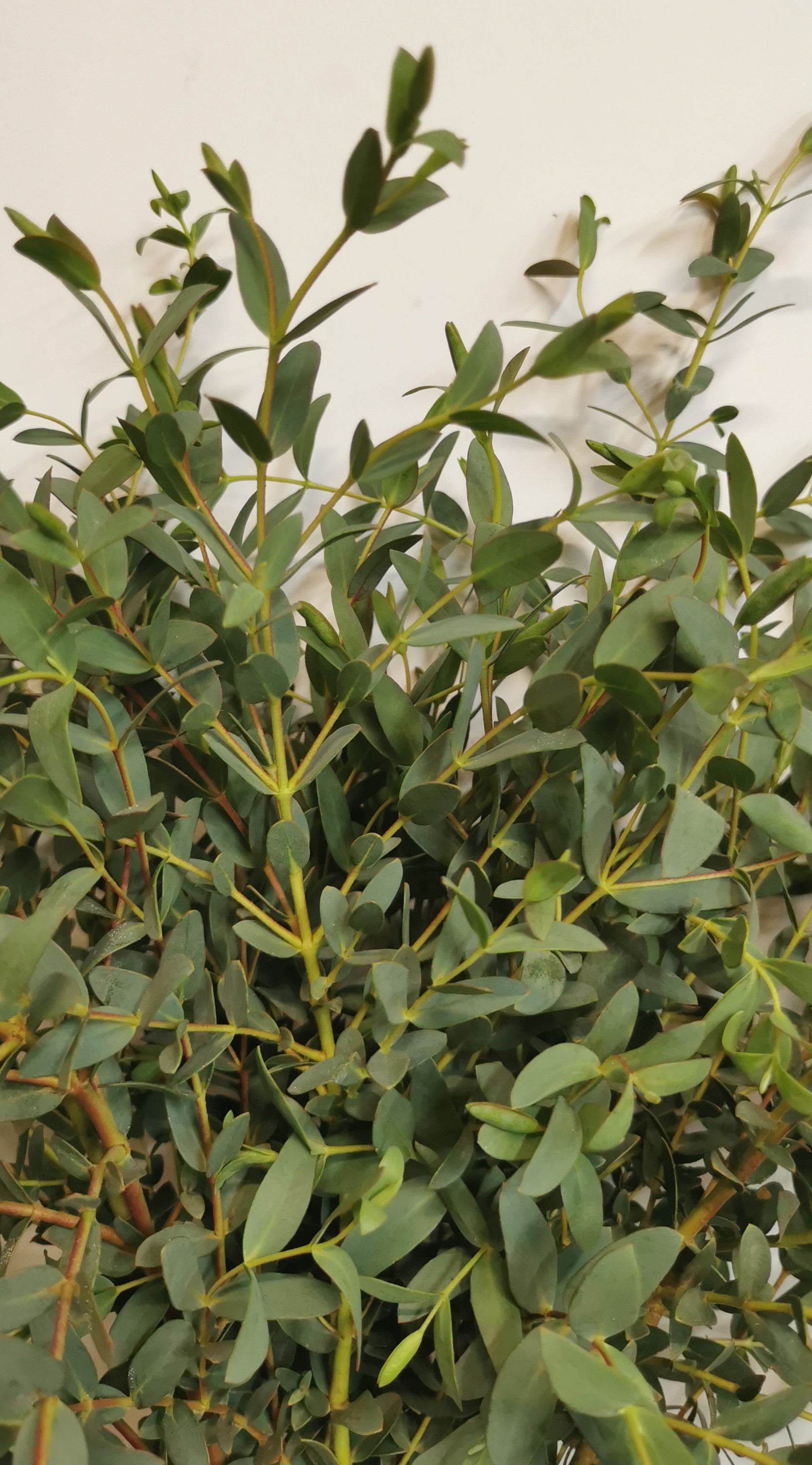 Eucalyptus Parvifolia - Eucalyptus - Greens, Foliages and Branches ...